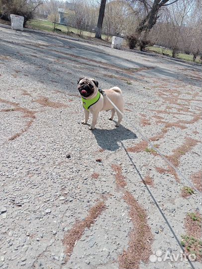 Мопс вязка мальчик