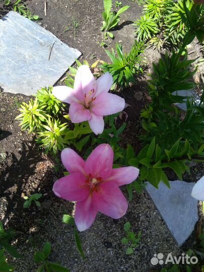 Садовые многолетники