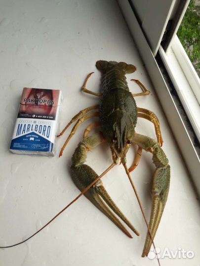 Живые раки, в наличии