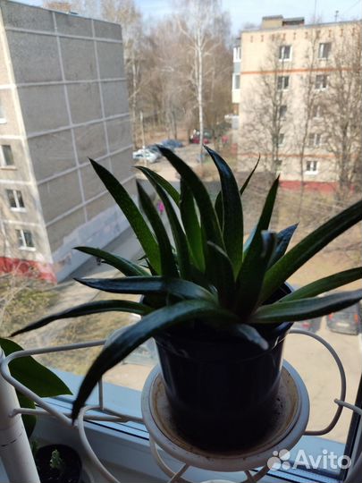 Суккуленты. Хавортия. Кактус