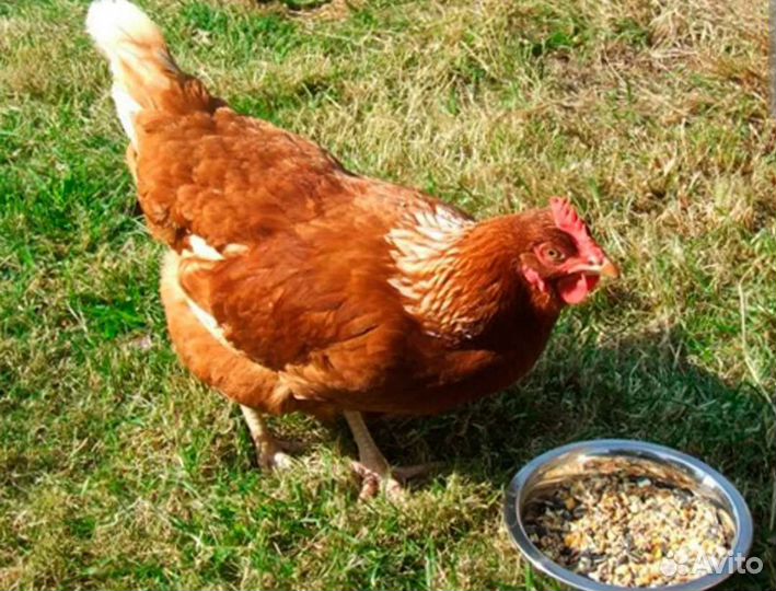 Куры канадки