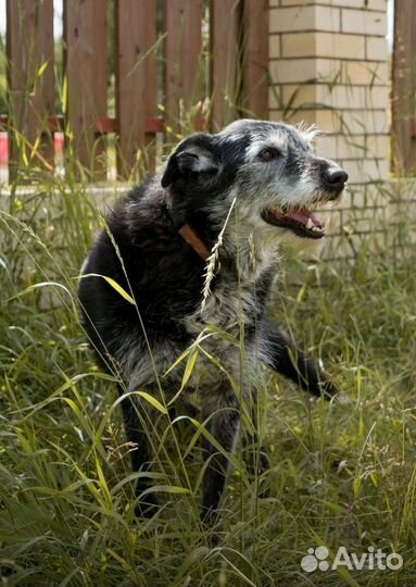 Собака из приюта