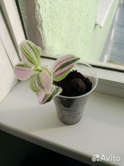 Традесканция нанук