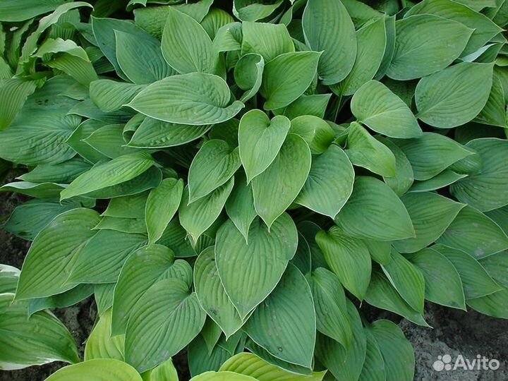 Садовые многолетки