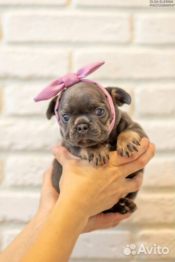 Фоанцузский бульдог