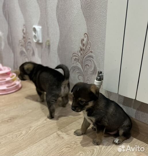 Щенок девочка и мальчик в добрые руки даром