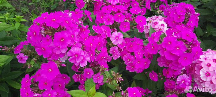 Флоксы (саженцы). Золотарник. Люпин