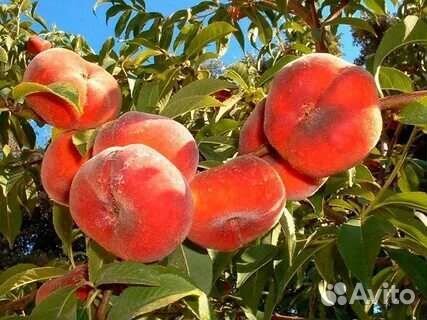 Саженцы персика инжирный