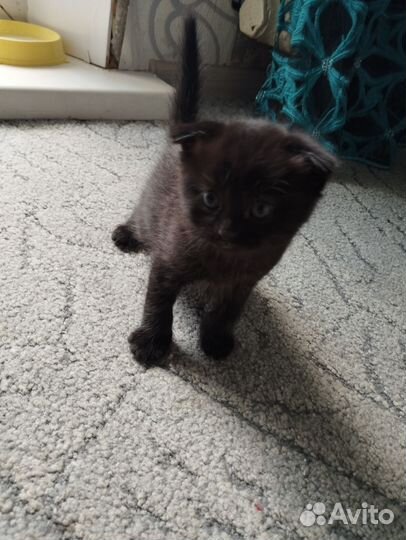 Котята в добрые руки бесплатно