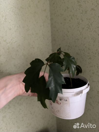 Комнатные растения цветы обмен