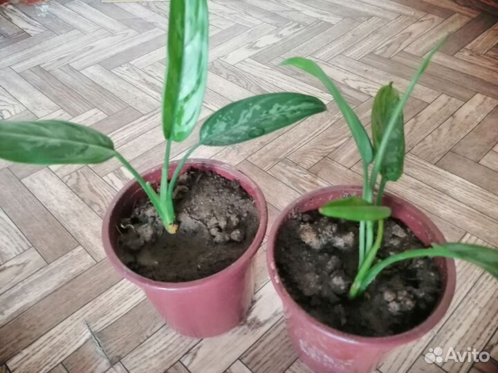 Аглаонема и Бегония