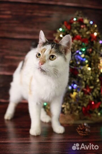 Кошка в дар бесплатно