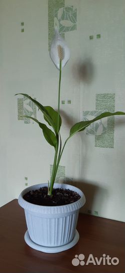 Спатифиллум цветущий