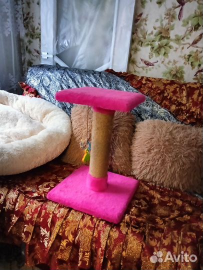 Когтеточка