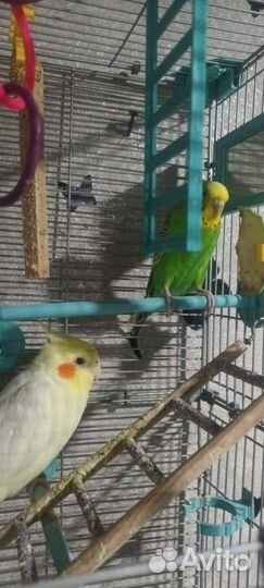 Попугай корелла