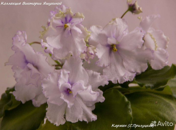 Фиалки сортовые