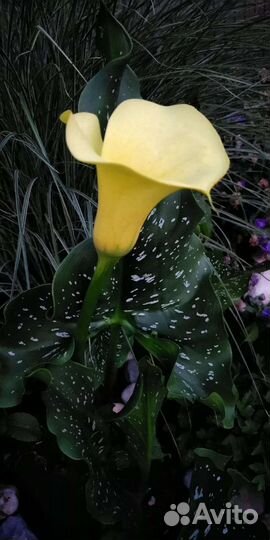 Цветы садовые