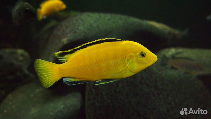 Лабидохромис Еллоу