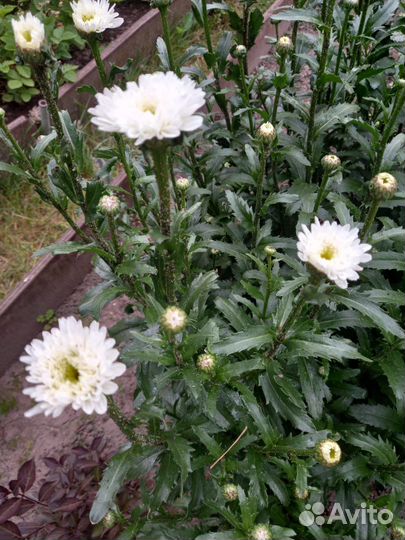 Лилия,ирис,очиток,гвоздика,хоста