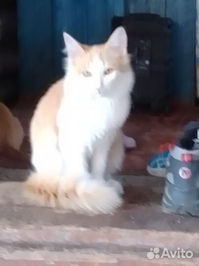 Отдам котят