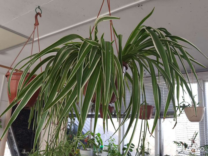 Хлорофитум, сингониум