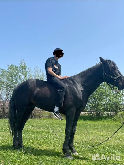 Карачаевский жеребец