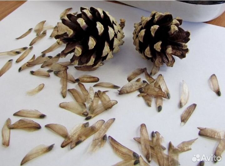 Семена ели обыкновенной