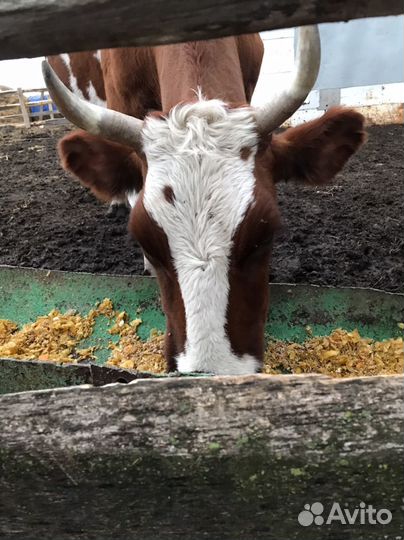Коровы дойные молочные