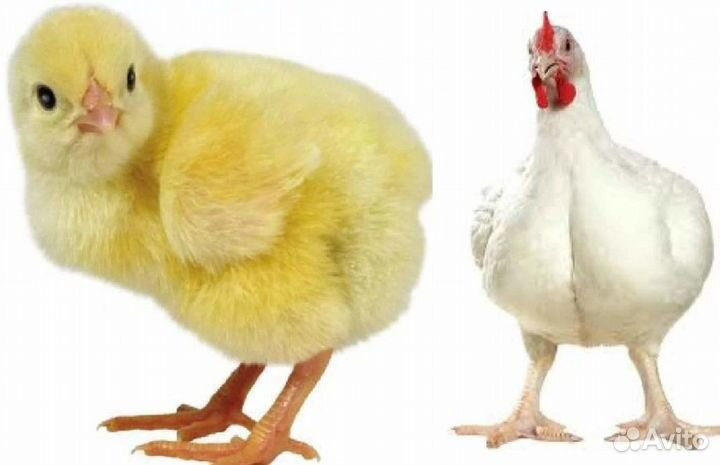 Инкубационное яйцо Бройлер Росс 308