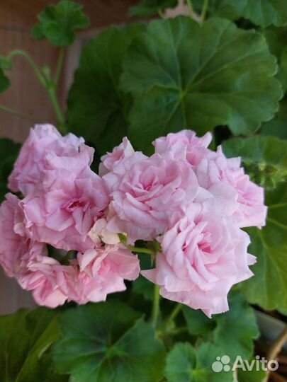 Пеларгония герань сортовая