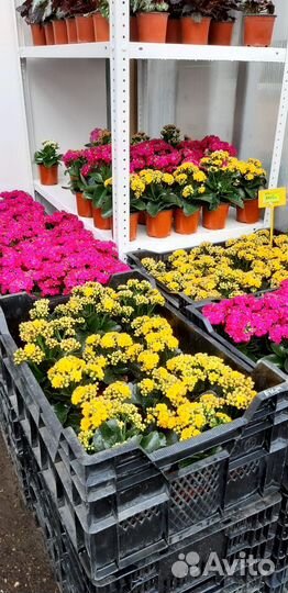 Каланхоэ цветущий