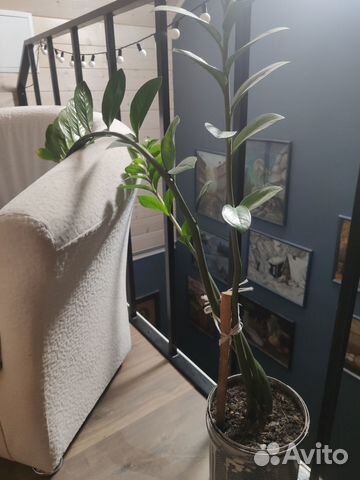 Домашние растения