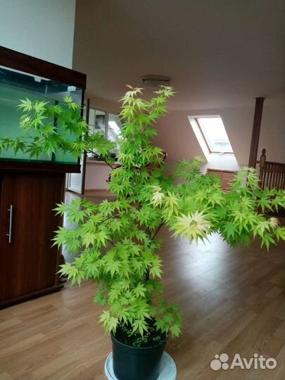 Клен веерный