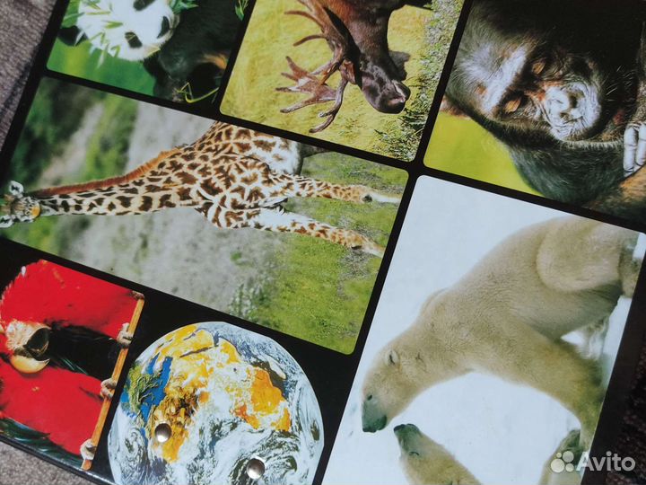 Книга о животных интересная