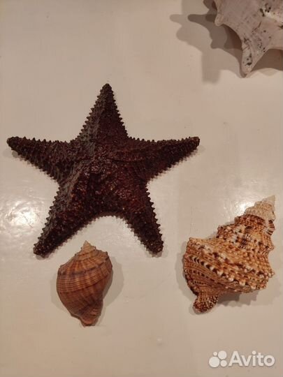 Звезда ракушка большая маленькая морская