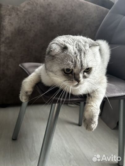 Британский кот