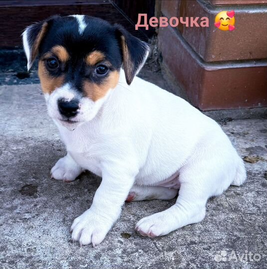 Щенки джек рассел терьер гладкошерстный