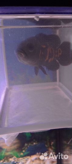 Глазчатый астронотус