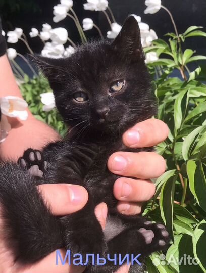 Котята в добрые руки)