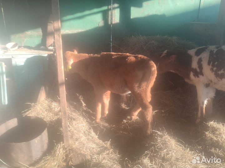 Бычки и быки