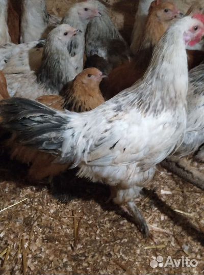 Петушок Брама