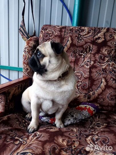 Вязка мальчик