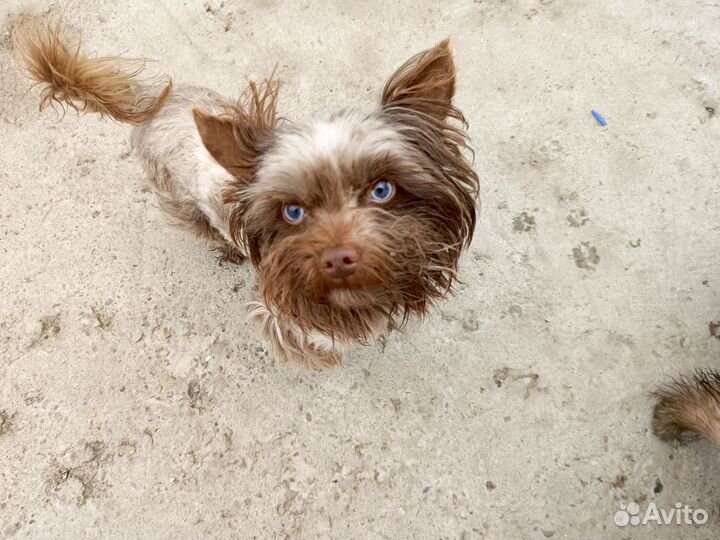 Йорк девочка