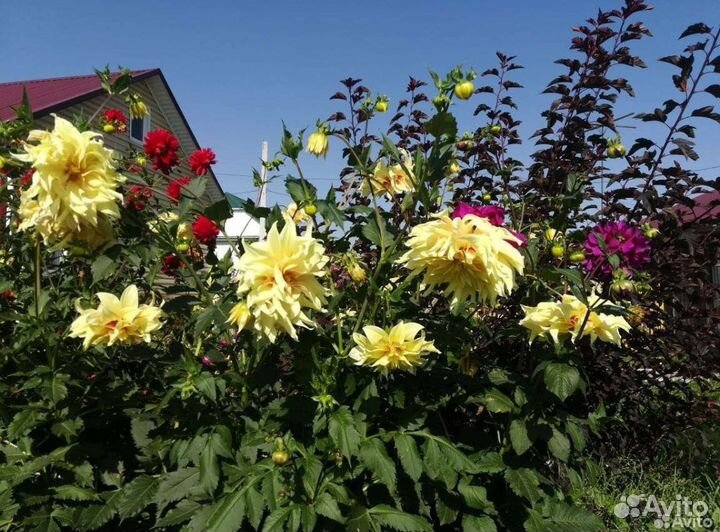 Корни георгин многолетних