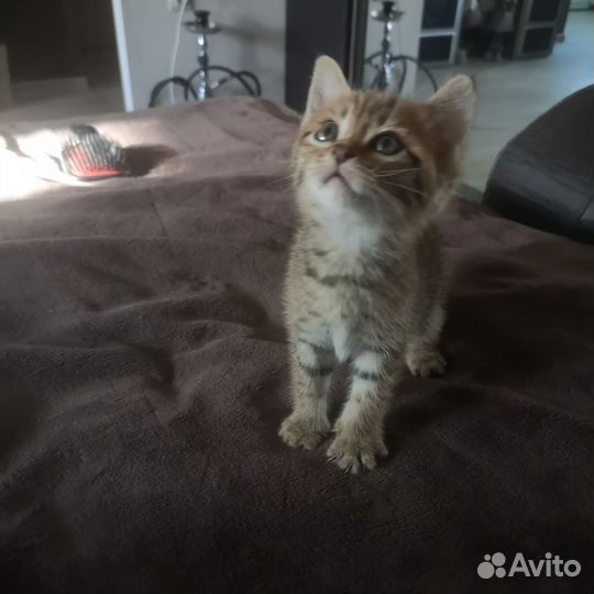 Отдам котенка в добрые руки