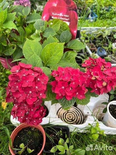 Гортензия Magical Ruby Tuesday и др
