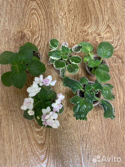 Сортовые фиалки