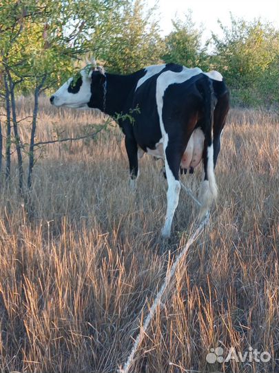 Продается корова
