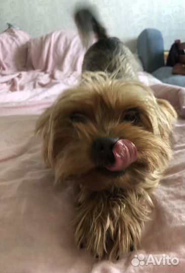 Передержка собак/ зооняня для кошек и собак