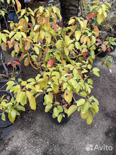 Коричник камфорный